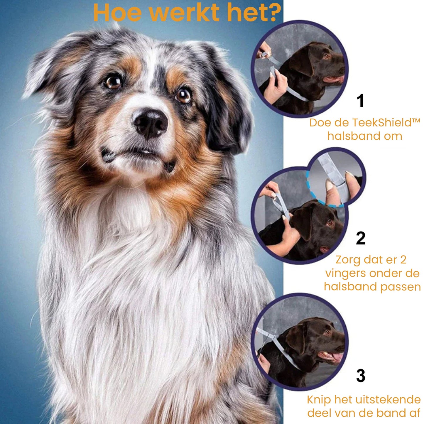 PetsPals TeekShield™ - Anti-Teek & Vlooien Band Hond