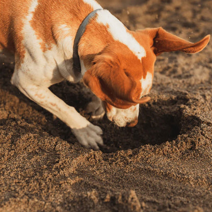 PetsPals TeekShield™ - Anti-Teek & Vlooien Band Hond