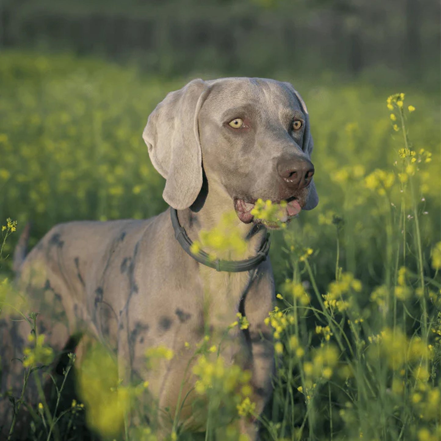 PetsPals TeekShield™ - Anti-Teek & Vlooien Band Hond